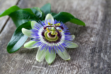 passion flower on wooden surface