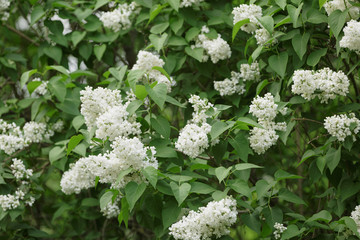 white lilac flower on bush closeup