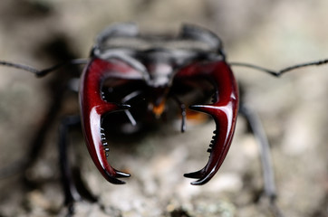 stag beetle on a tree