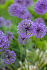 growing alium flowers