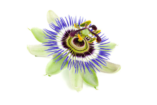 Fototapeta passion flower isolated on white