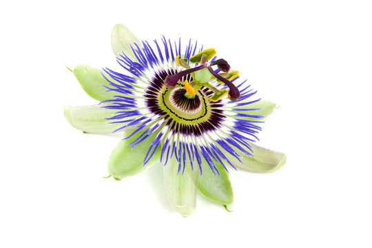 passion flower isolated on white