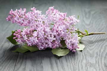 purple lilac flower on old oak table