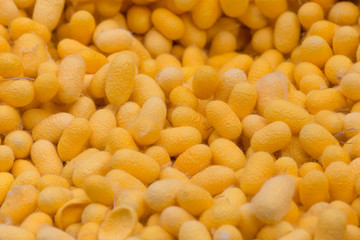 Many yellow cocoons put together for preparing to process to be a silk