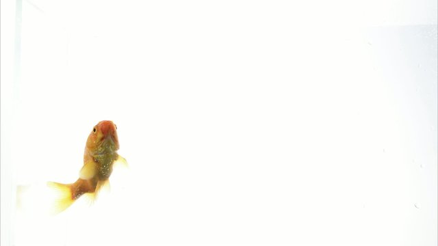 Ryby z polskich w&oacute;d