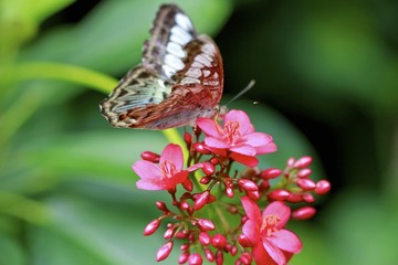 Clipper Butterfly, Parthenos sylvia