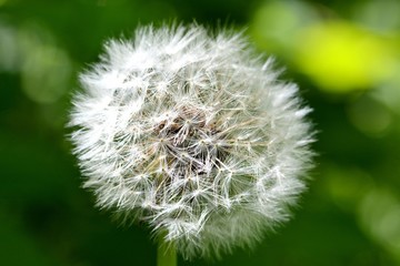 Löwenzahn, Pusteblume