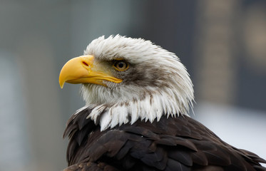 Obraz premium Weißkopfseeadler, Haliaeetus leucocephalus