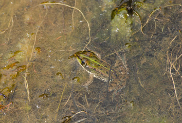 Teichfrosch wartet auf Paarungsmöglichkeit