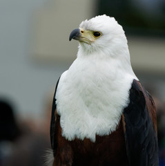 Greifvogel im Porträt