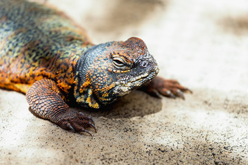 Lizard or lacertian reptile