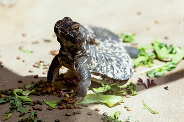 Lizard or lacertian reptile