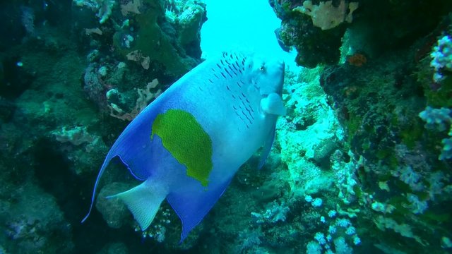 Arabian angelfish (Pomacanthus asfur) It feeds  