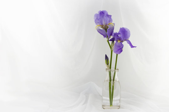 Two Purple Iris Flowers In A Jar