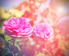 wild rose vintage photo background