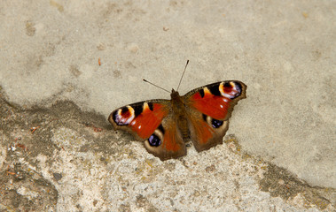 A Beautiful giant butterfly