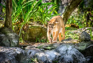 Foto auf Acrylglas Puma Wilder Puma