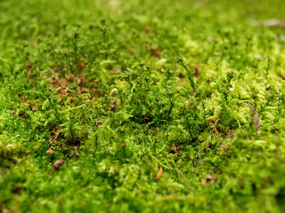 もさもさの苔
