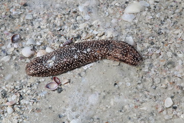 Sand Flower