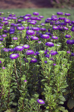 Fototapeta Callistephus - Bonita - Light Blue