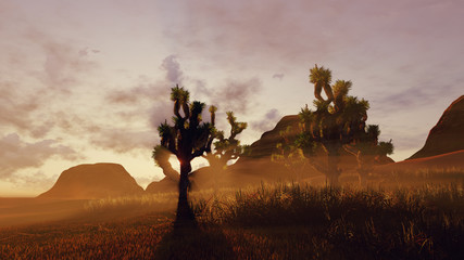 Joshua trees and red rocks at sunset