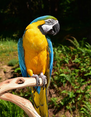 Blue and Yellow Macaw