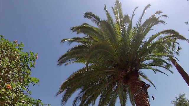 Palm tree cleaning and treatment, red weevil pest control