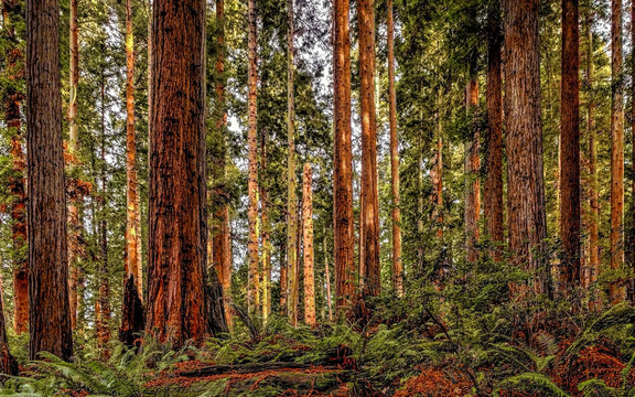 Redwood Forest Landscape