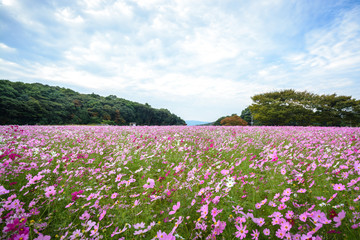コスモス畑＠佐世保市展海峰
