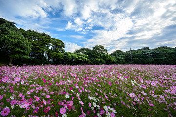コスモス畑＠佐世保市展海峰