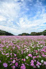 コスモス畑＠佐世保市展海峰