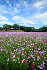 コスモス畑＠佐世保市展海峰