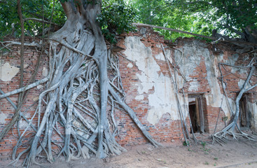Sacred fig on temple wall