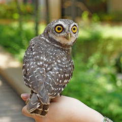 spotted owlet or athene brama bird