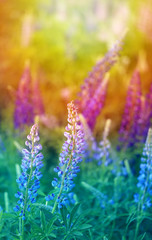 Obraz premium Beautiful flowers