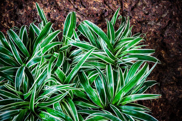 Lush spider plant or airplane plant in the garden © ezstudiophoto