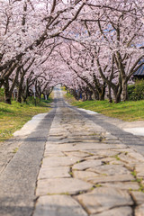 Fototapeta premium 桜のアーチ＠佐賀県武雄市