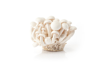 Fresh  white mushrooms  isolated on white background