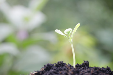 Growing plant