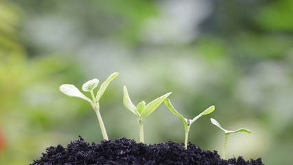Growing plant