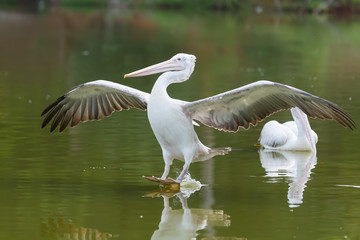 Painted Stork