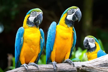 Keuken foto achterwand Papegaai papegaai