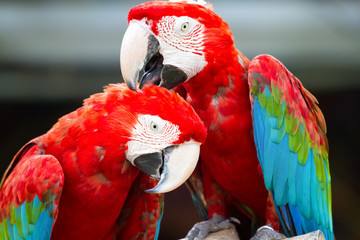 parrot © nattanan726