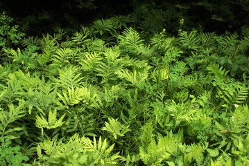 Abundant Ferns