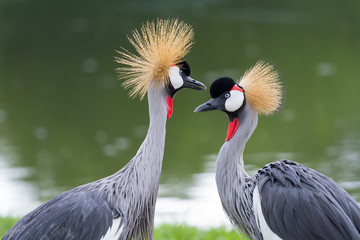 Beautiful crowned crane - obrazy, fototapety, plakaty