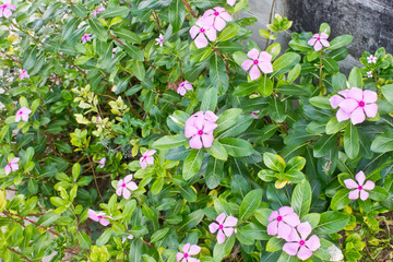 Catharanthus roseus
