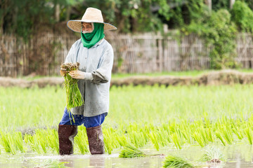 Chiangmai, THAILAND - JULY 26 Farmers plant rice in rice field, July 26, 2010 in Thailand.
