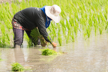 Farmer in rice field in chiangmai