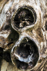 Background texture of gnarled knotty convoluted wood full of holes