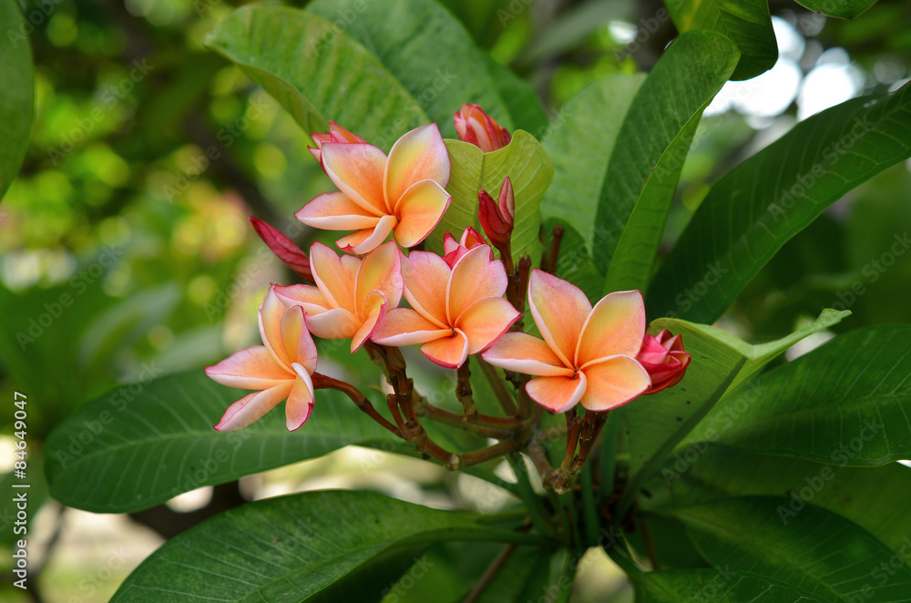 Wall mural plumeria spp. (frangipani flowers, frangipani, pagoda tree or te